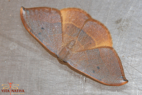 Spiny Hook-Tip
