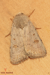 Caradrina proxima