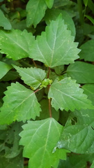 Laportea peduncularis