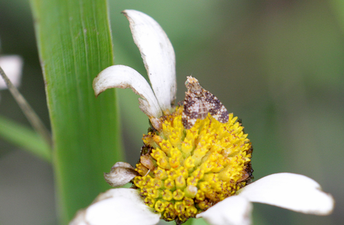 Clouded Daisy Fly