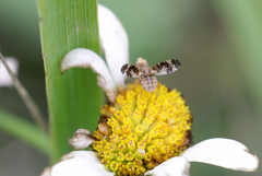 Oxyna nebulosa