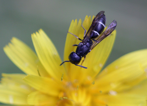 Microdynerus nugdunensis