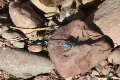 Argia nahuana