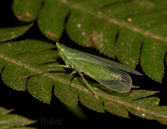 Pteroplegma jacobiana