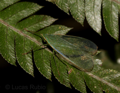 Pteroplegma jacobiana