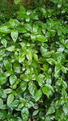 Justicia campylostemon