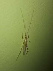 Oecanthus leptogrammus