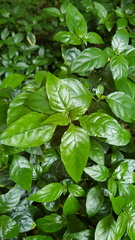 Justicia campylostemon