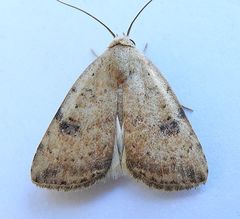 Micrathetis triplex