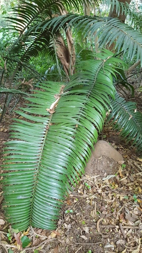 Encephalartos villosus