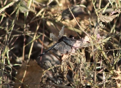 Erythrodiplax basifusca