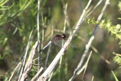 Erythrodiplax basifusca