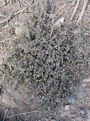 Tiquilia cuspidata