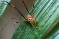 Eutimesius simoni