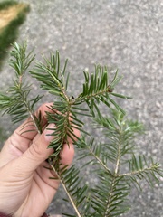 Abies balsamea image