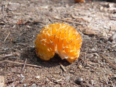 Cyttaria espinosae