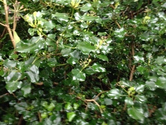Hedera helix
