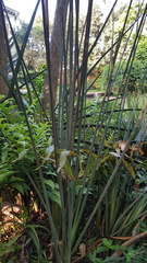 Strelitzia juncea