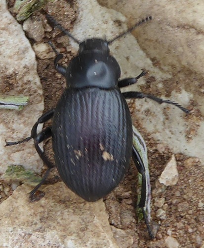 Eleodes carbonaria