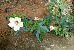 Hibiscus richardsonii