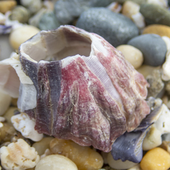 Megabalanus tintinnabulum