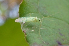 Malacocoris chlorizans