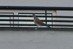 Streptopelia senegalensis
