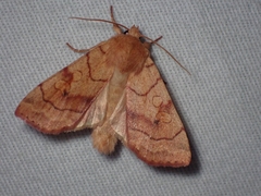 Enargia fausta