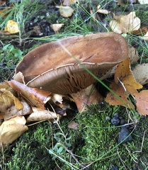 Phlegmacium balteatocumatile