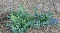 Echium salmanticum