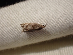 Ancylis uncella