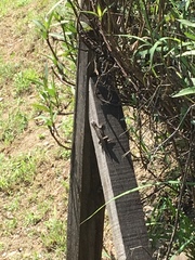 Sceloporus olivaceus