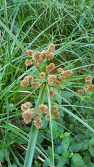 Cyperus solidus