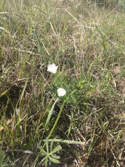 Callirhoe alcaeoides