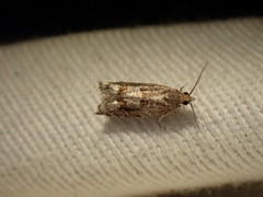 Ancylis uncella