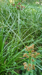 Cyperus solidus