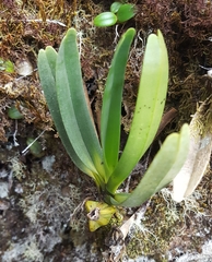 Angraecum borbonicum image