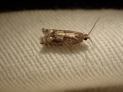Ancylis uncella