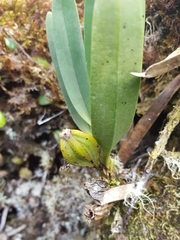 Angraecum borbonicum image