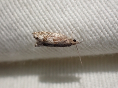 Ancylis uncella