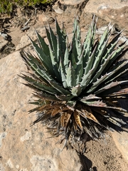 Agave utahensis