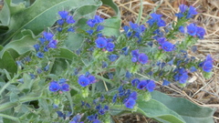 Echium salmanticum
