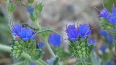 Echium salmanticum