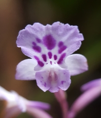 Cynorkis squamosa