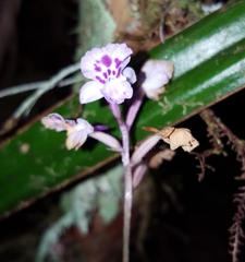 Cynorkis squamosa