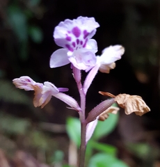 Cynorkis squamosa