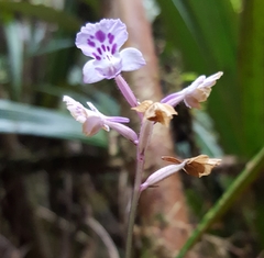 Cynorkis squamosa