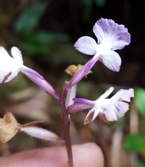 Cynorkis squamosa