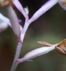 Cynorkis squamosa
