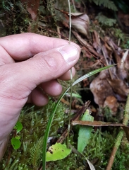 Cynorkis squamosa